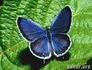 Immagine profilo di papillonss